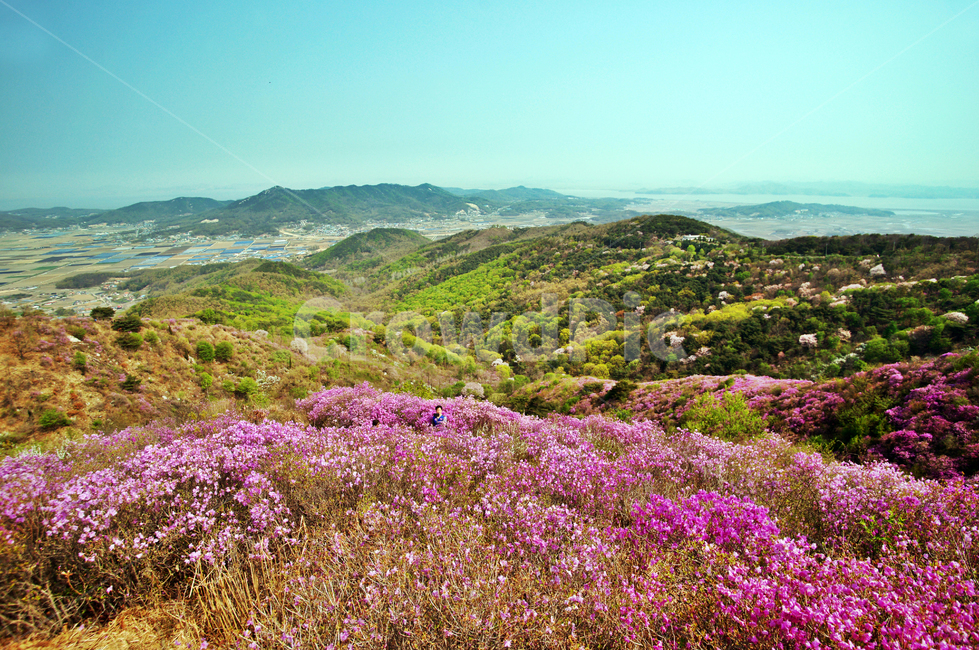 진달래,축제,고려산,강화도,군락지,자연,풍경,nature,landscape,한국자연풍경,한국자연경관,korea nature landscape,outdoors,옥외