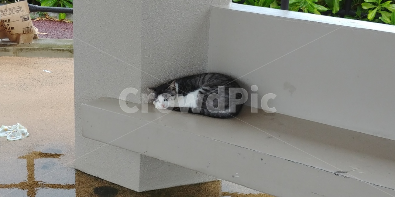 길고양이,귀여운,동물,고양이,animal,감성사진,동물,animal,포유류,mammal,고양이,cat,kitten,kitty