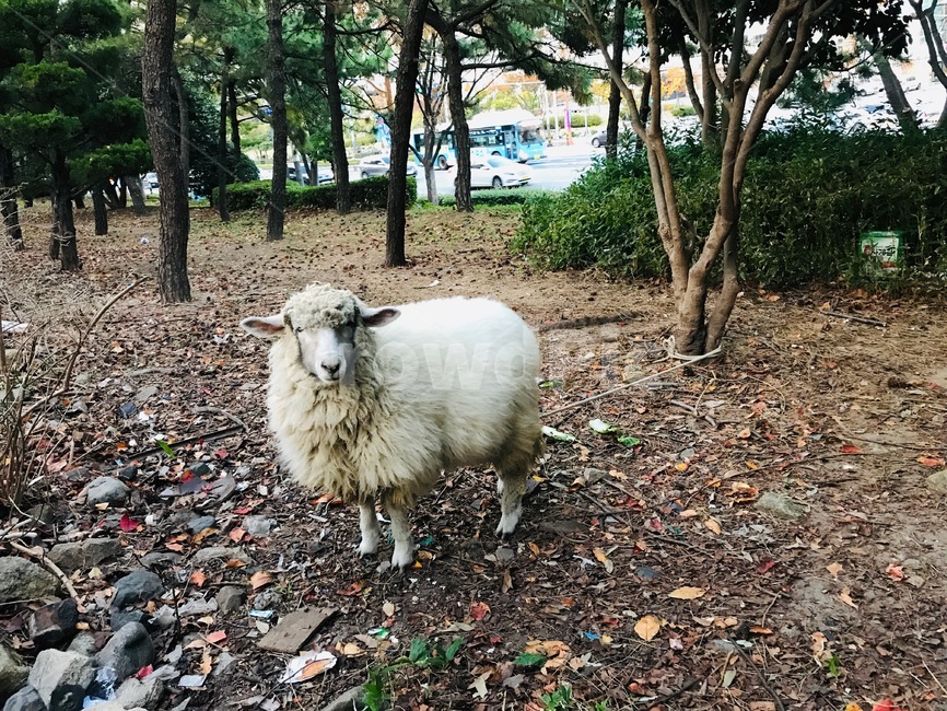 animal,동물,sheep,양,mammal,포유류,tree,나무,plant,식물,동물,animal,포유류,mammal