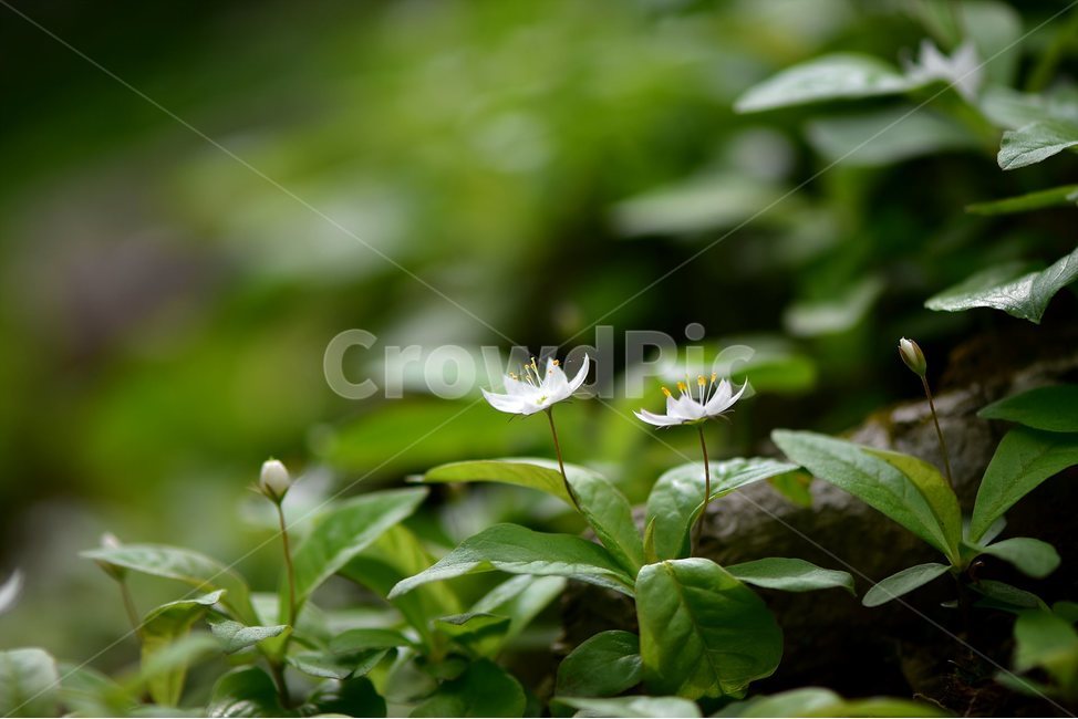 참기생꽃,야생화,식물,자연,생태,꽃,힐링,플라워,wildflower,flower,plants,nature,season,감성,느낌,emotion,feeling,앵초목,앵초과,기생꽃속,여러해살이풀,희귀식물,식물,자연,plants,nature,꽃,flower