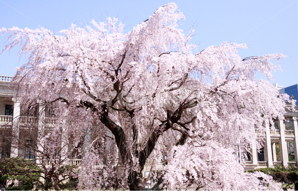 벚꽃,봄,꽃,벚꽃축제,계절,나무,공원,개화,만개,자연,식물,spring,season,nature,flower,봄,계절,spring,season,식물,자연,plants,nature,나무,trees,wood,plant,blossom