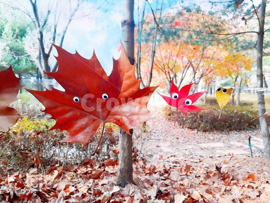 가을,단풍,가을풍경,plant,maple,tree,잎,나무,leaf