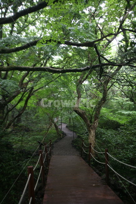 제주도,비자림,숲,나무,여름,outdoors,옥외,garden,정원,arbour,정자,자연,풍경,nature,landscape