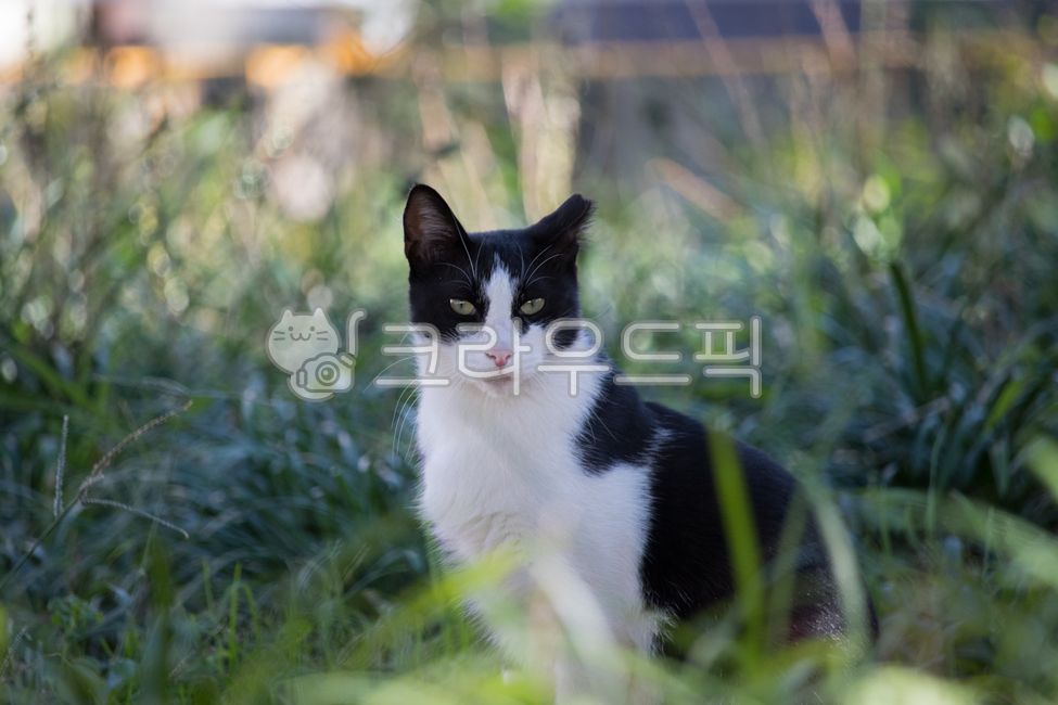 고양이,길고양이,cat,야옹이,동물,냐옹이,straycat,animal,kitty