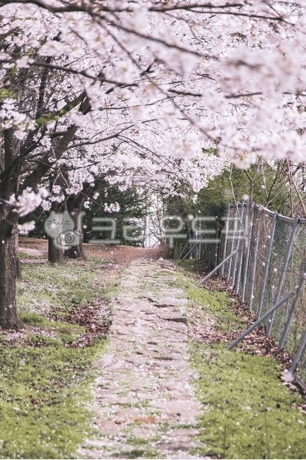 벚꽃,벚꽃나무,벚꽃길,벚꽃터널,산책로,산책길,벚꽃엔딩,벚꽃비,벚꽃잎,벚나무,봄꽃,봄,길,봄,계절,spring,season,자연,풍경,nature,landscape