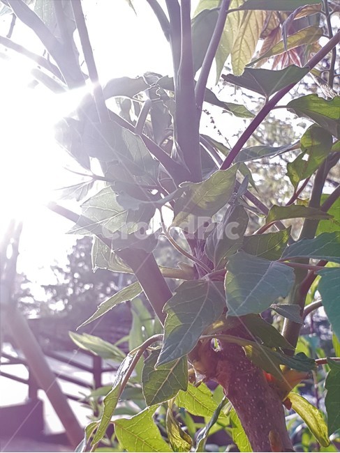 나무,햇빛,나뭇잎,나뭇가지,식물,leaf,tree,sunshine,plant,식물,자연,plants,nature