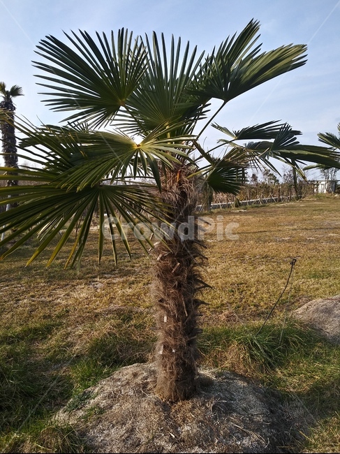 잔디,야자나무,하늘,식물,숲,식물,자연,plants,nature,나무,trees,wood