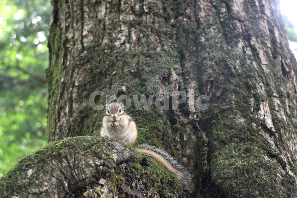 squirrel,다람쥐,설치류,동물,animal,동물,animal,포유류,mammal