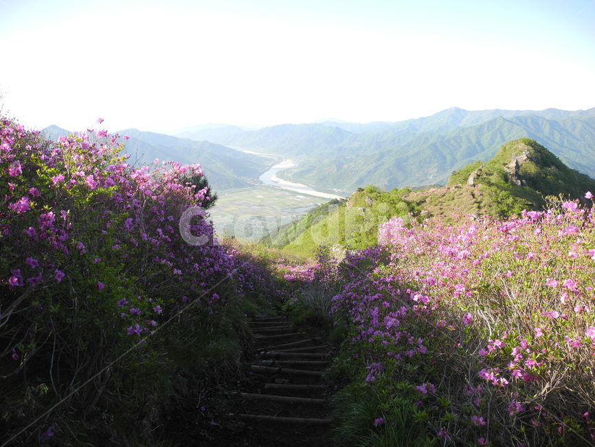 지리산,아침,해,나무,시작