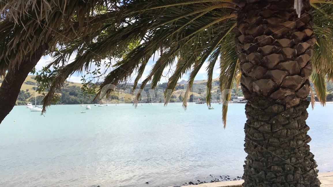 바다,여름,나무,newzealand,akaroa