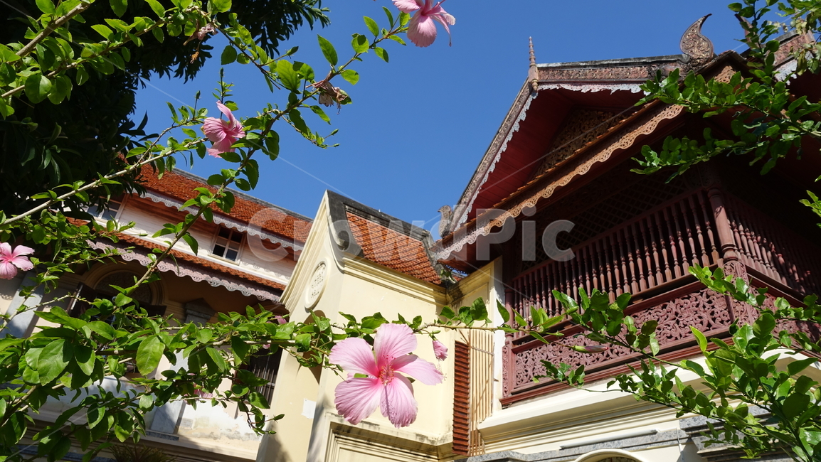 flower,tropic,plant,summer,여름,꽃,꽃송이,blossom,열대,식물,야외,outdoor,green,초록
