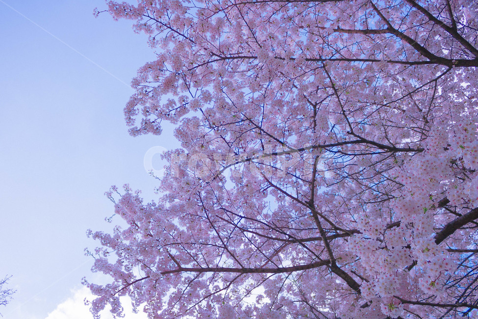 봄,벚꽃,봄감성,꽃놀이,꽃,사쿠라,sakura,봄,계절,spring,season,식물,자연,plants,nature,꽃,flower,plant,blossom,cherry blossom