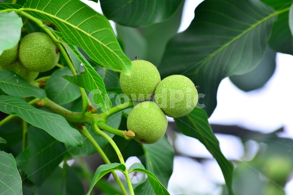 호두,과일,나무열매,고소한,견과류,건강식품,walnut,fruit,빵재료,신선한,과수원,호두나무,호두과자,식물,자연,plants,nature,음식,식재료,요리,food,cook,meal,dishes,food reserves,과일,열매,fruit