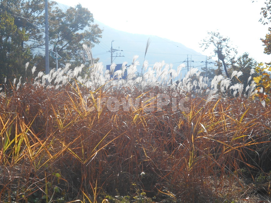 억새,가을,아름다운,단풍놀이,배경화면,plant,식물,grass,잔디,lawn