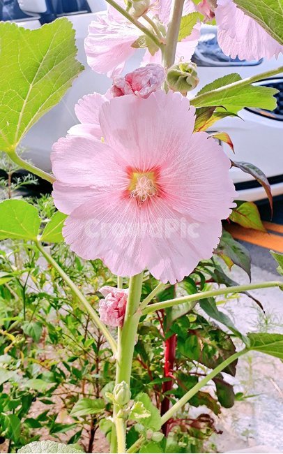 꽃,식물,무궁화,봄,여름