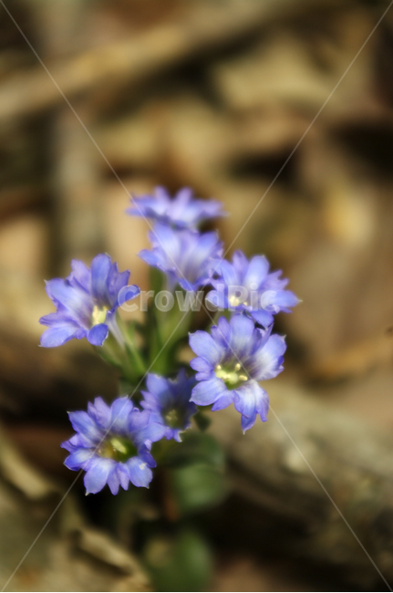 꽃,보라,color,flower,plant,식물,자연,plants,nature,꽃,flower