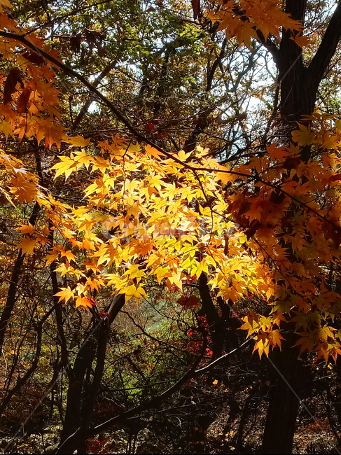 낙엽,단풍,落葉,leaves,나뭇잎,단풍나무,식물,maple,낙엽활엽관목,잎,계절,가을,자연,풍경,outdoors,옥외,fallautumnseason,naturelandscape,풍경사진,가을,계절,fall,autumn,season,plant,leaf,tree,나무