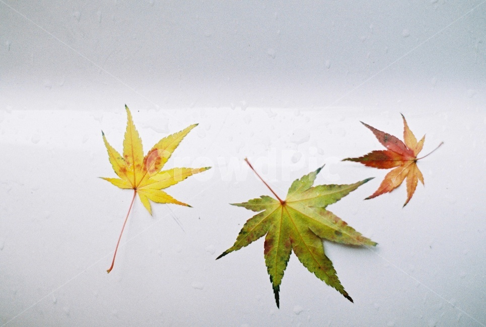 개성,단풍잎,낙엽,손가락,노랑,초록,빨강,가을,계절,fall,autumn,season,leaf,잎,plant,식물,tree,나무