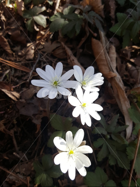 꽃,식물,야생화,flower,흰꽃,식물,자연,plants,nature,꽃,flower
