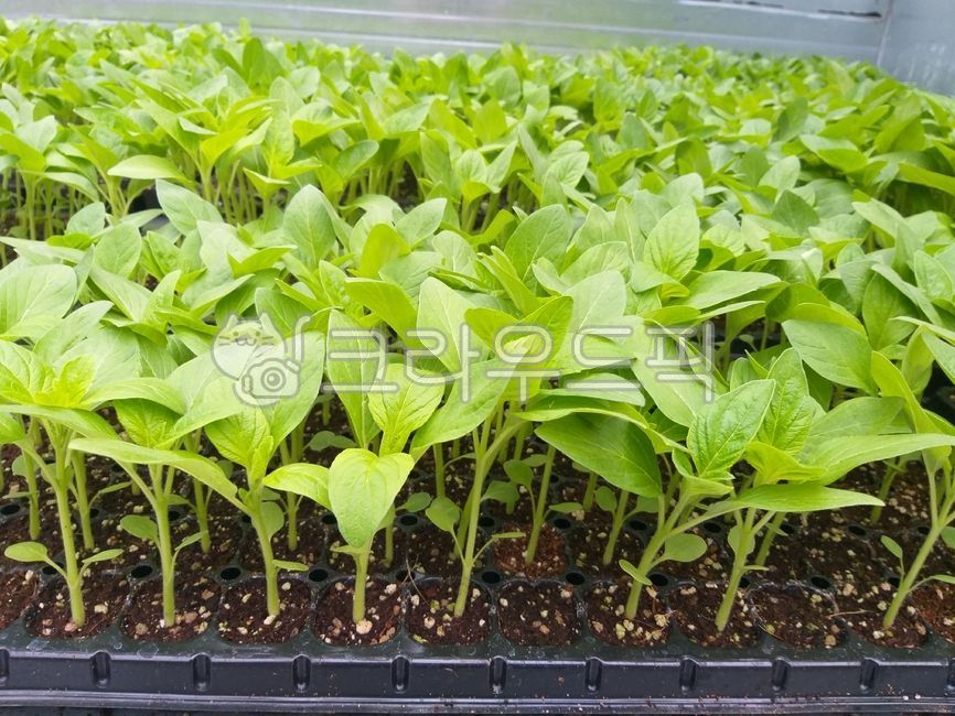 Sesame cultivation,Sesame oil,sesame flower,leaf,seedlings,Sesame