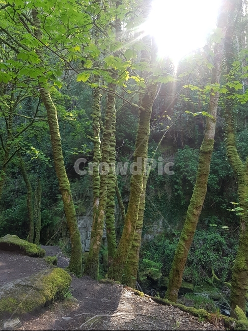 숲,산,자연,환경,햇빛,식물,자연,plants,nature,나무,trees,wood