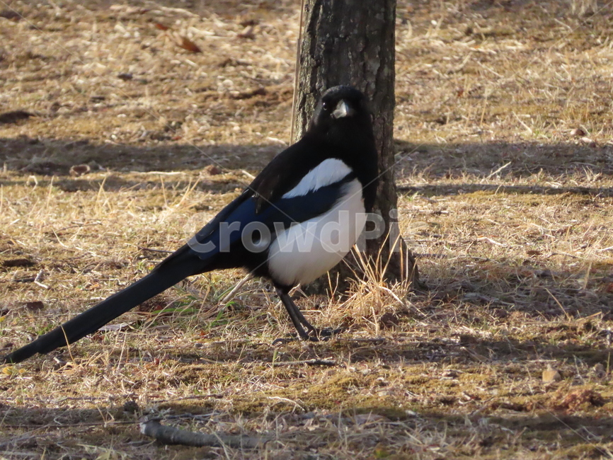 까치,동물,잡초,흙,봄,새,조류,갈색,식물,자연,한국조류,magpie,animal,weed,dirt,nature,spring,bird,brown,flora,동물,animal,조류,새,birds