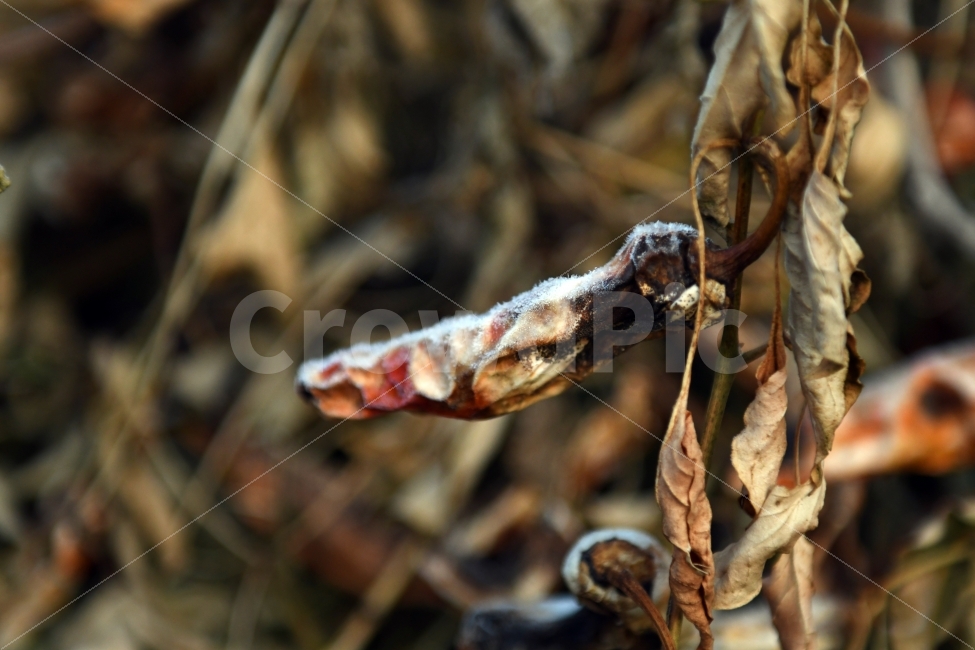 고추,서리,첫서리,마른고추,겨울,초겨울,마름,풀,겨울,계절,winter,season,식물,자연,plants,nature