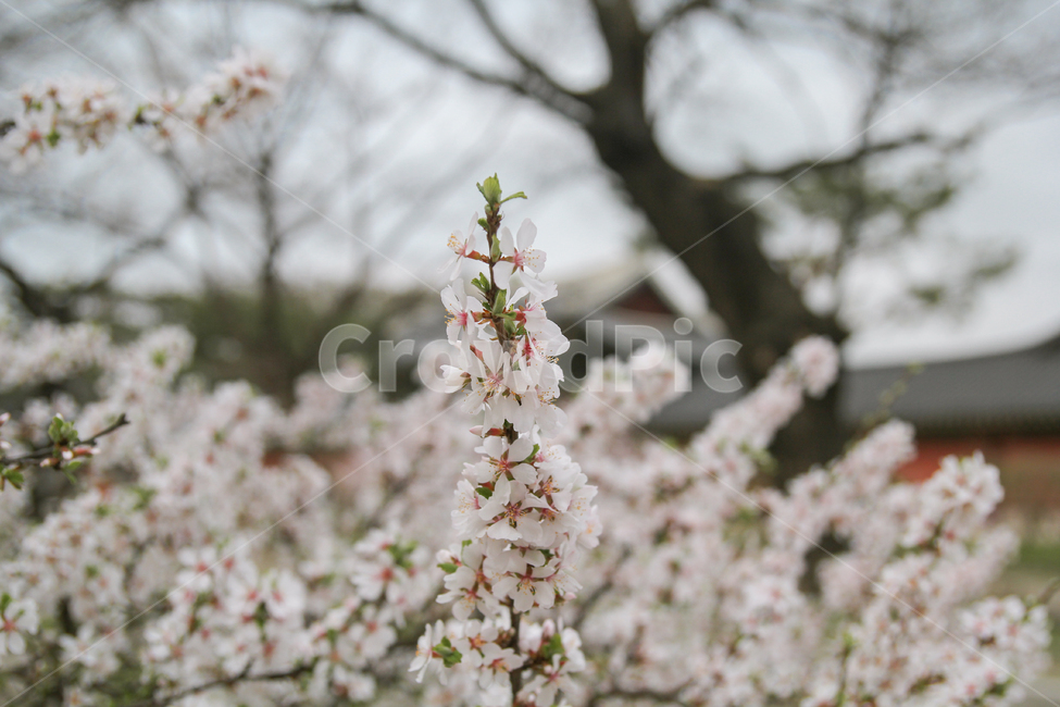 벚꽃,봄,꽃,감성사진,자연,풍경,봄,계절,spring,season,식물,자연,plants,nature,꽃,flower,plant,blossom