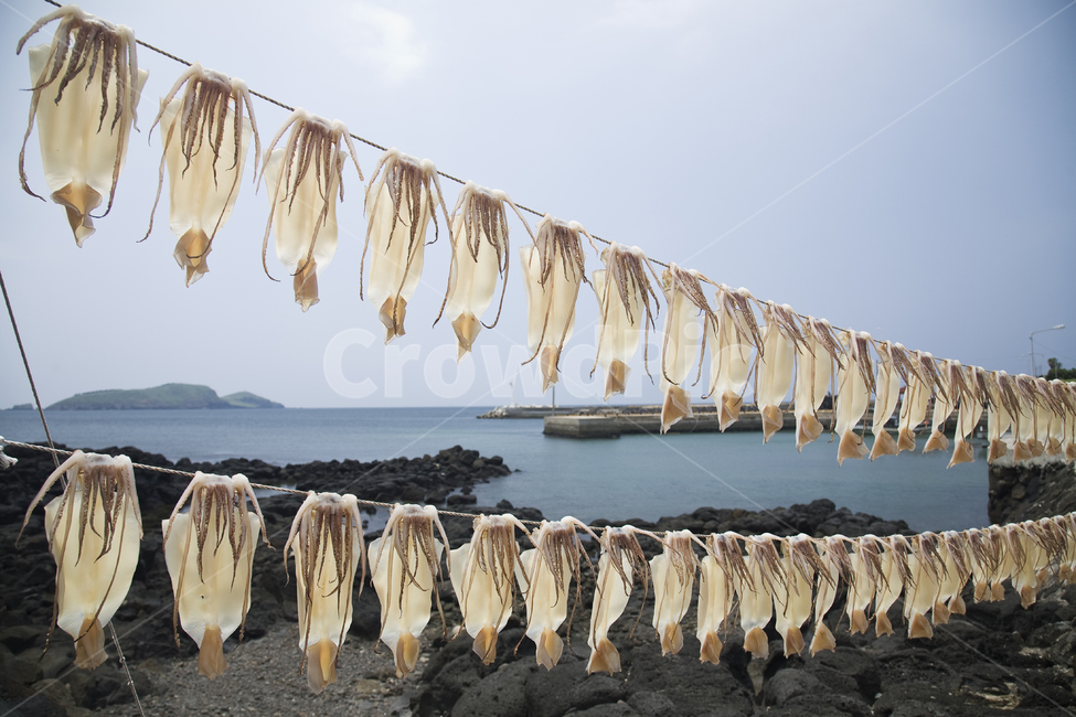 풍경,제주,푸른,오징어,바다,해안,널다,빨랫줄,하늘,건조,어업,fishery,fishing industry