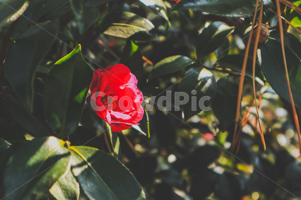 붉은,꽃,잎,초록,자연,식물,자연,plants,nature,꽃,flower