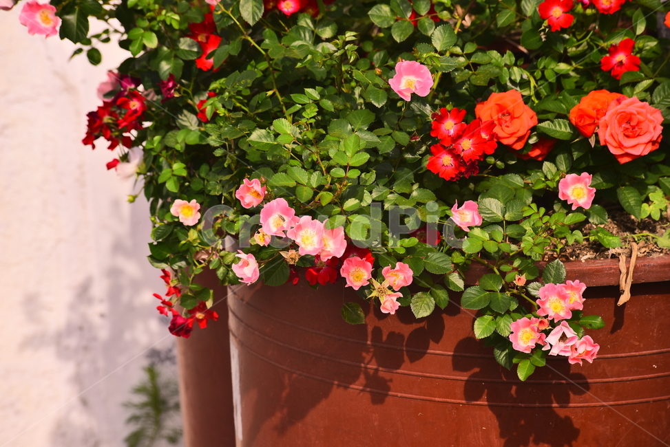 꽃,화분,화초,장미꽃,명암,그림자,배경,바탕,백그라운드,분위기,flowers,빨강색꽃,분홍색