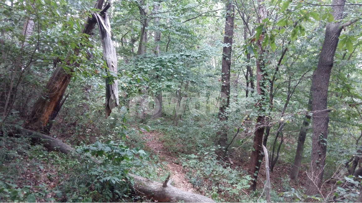나무,자연,숲,풍경,부서짐,식물,자연,plants,nature,나무,trees,wood