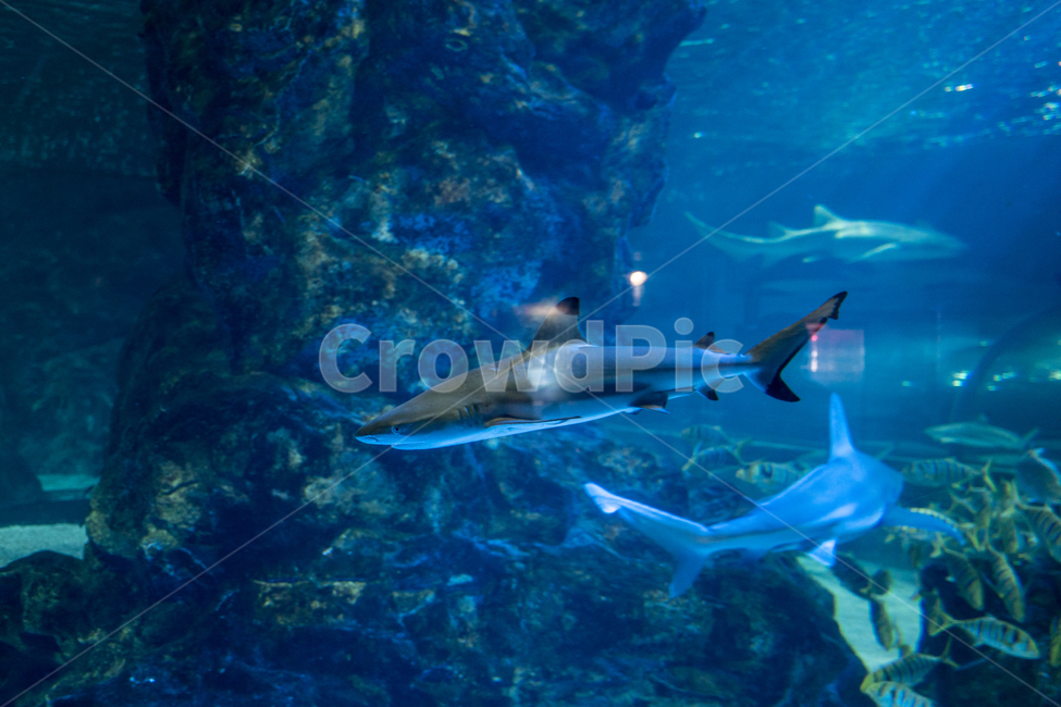 shark,jaws,Pisces,fish,aquarium