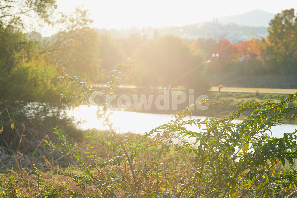 가을,플레어,물,자연,햇빛,sunlight,빛,flare,강가,역광,식물,자연,plants,nature