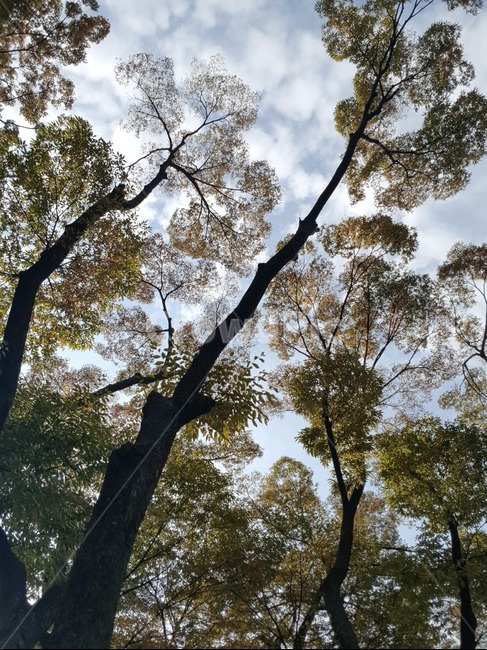 가을,가을하늘,구름,단풍,나무,붉은단풍,식물,나무줄기,식물,자연,plants,nature,나무,trees,wood