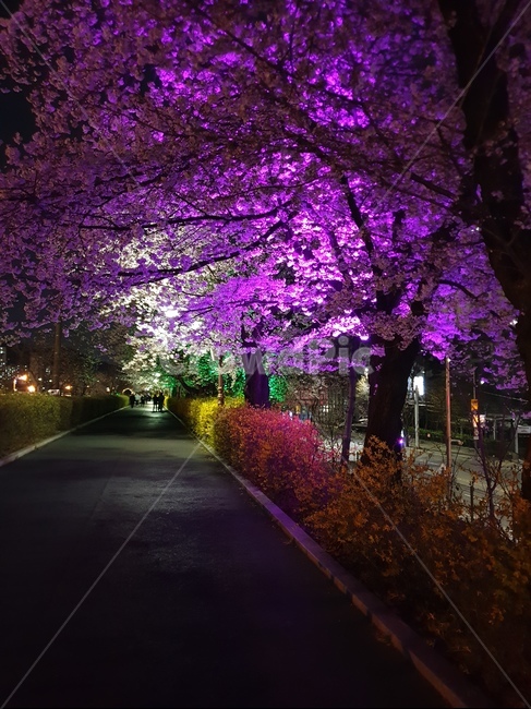 벚꽃,밤,나무,봄,night,꽃,봄,계절,spring,season,야경,밤,풍경,nightscape,night,landscape,plant,식물,flower,blossom