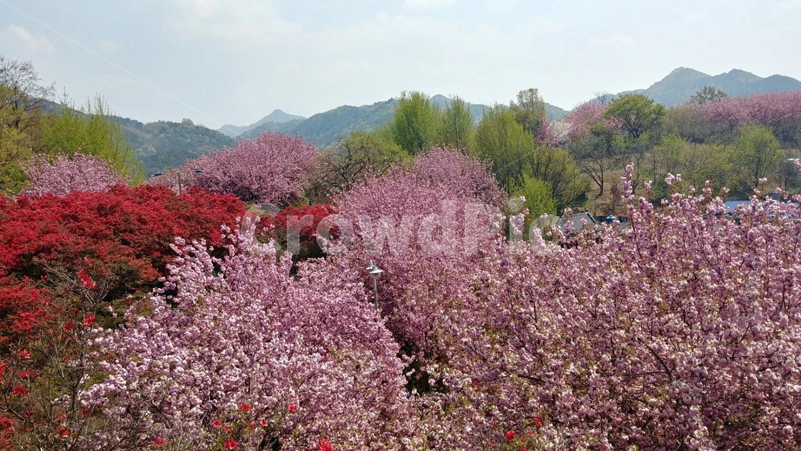 벚꽃,왕벚꽃,전주완산공원,꽃,완산공원