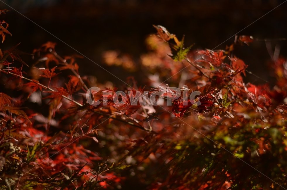 단풍,가을,빨간색,아웃포커스,아웃포커싱,자연,가을,계절,fall,autumn,season,식물,자연,plants,nature,leaf,잎,plant,tree,나무