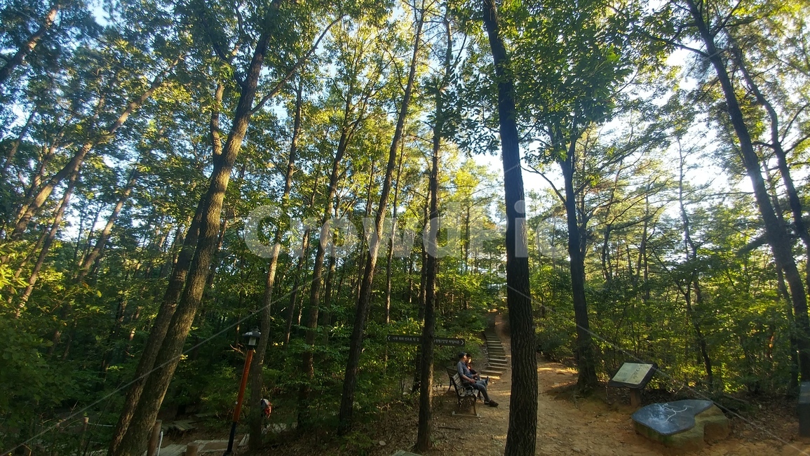 산,초록,여름,휴양림,나무,맑은날씨