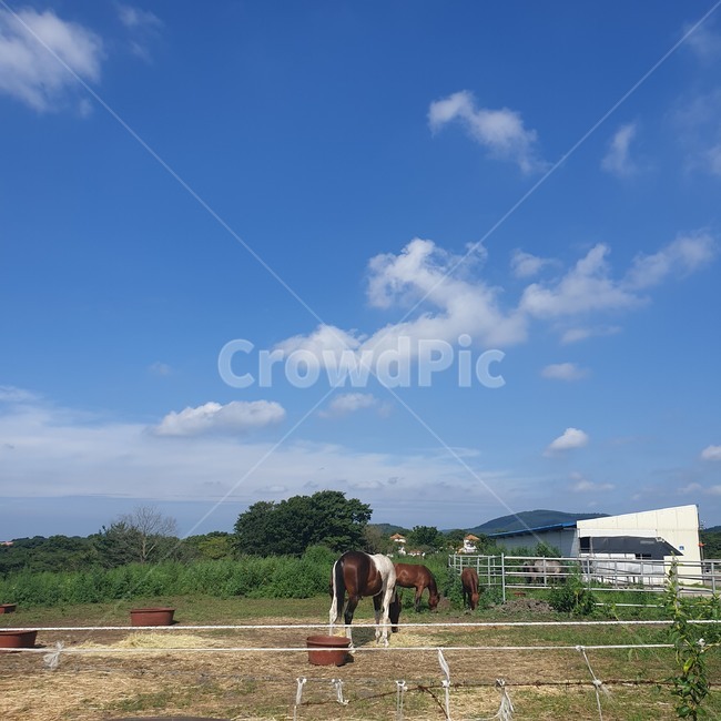 nature,자연,outdoors,옥외,푸른하늘,말,동물,초원