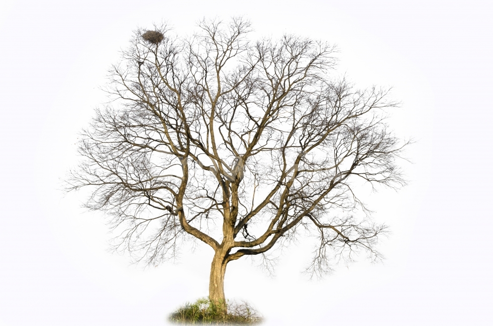 나무,누끼,하얀바탕,앙상한,가지,까치집,배경,겨울,계절,winter,season,식물,자연,plants,nature,나무,trees,wood