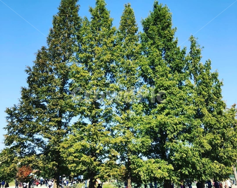 나무,식물,plant,tree,초록나무,자연,풍경,nature,landscape
