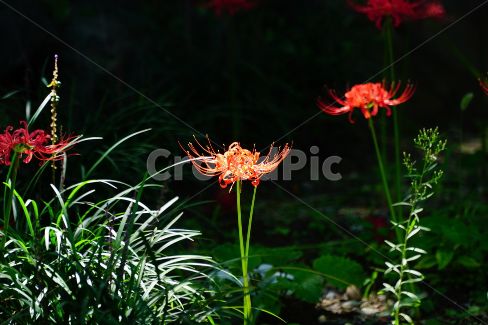 꽃무릇,꽃,식물,플라워,flower,자연,nature,plants,9월,가을,fall,autumn,september,꽃밭,화단,꽃사진,가을꽃,식물,자연,plants,nature,꽃,flower
