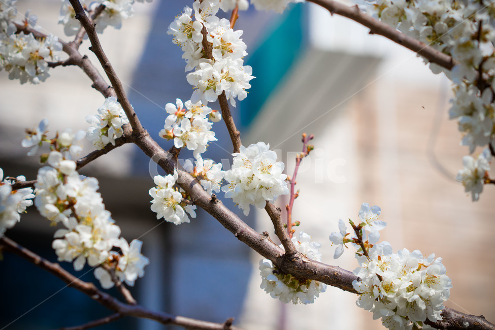 plant,식물,flower,꽃,blossom