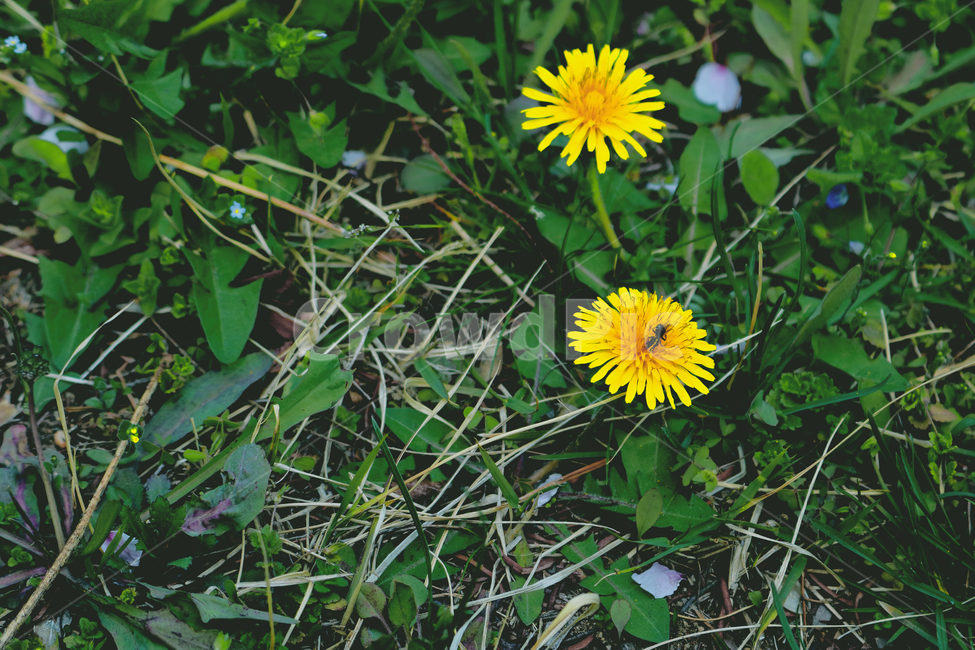 민들레,개미,dandelion,ant,노랑색,식물,자연,plants,nature,꽃,flower,동물,animal,곤충,벌레,insect,bug,감성,sensible,feeling