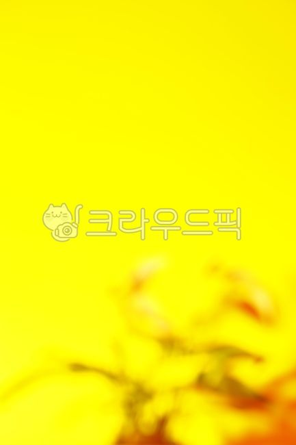 노랑, 감성, 분위기, 선물, 아련, 사진,이미지,일러스트,캘리그라피 - 불새조작가