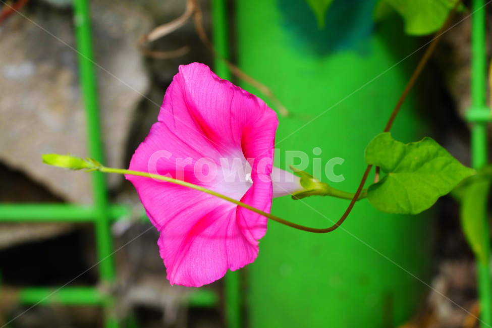 나팔꽃,나팔,식물,꽃,봉우리,망울,식물,자연,plants,nature,꽃,flower