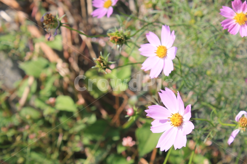 코스모스,가을,만개,cosmos,autumn,fall,blossom,plant,식물,꽃,flower,flowers,식물,자연,plants,nature,꽃,flower