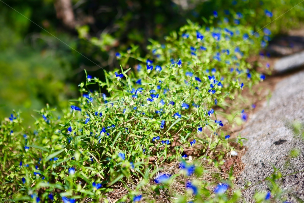 초록,꽃,보라색꽃,자연,배경,식물,자연,plants,nature,꽃,flower