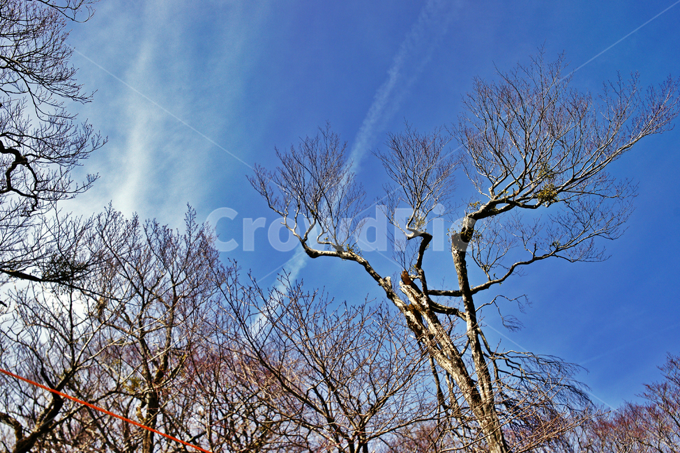 숲,나무,한라산,한라산국립공원,제주도,자연